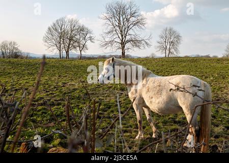 Weißes Pferd auf einem Feld im frühen Frühjahr in castlebar County Mayo republik irland Stockfoto