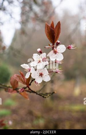 Zierkirsche Pflaumenbaum Prunus cerasifera blüht Mitte März. Hampshire, Südengland Stockfoto