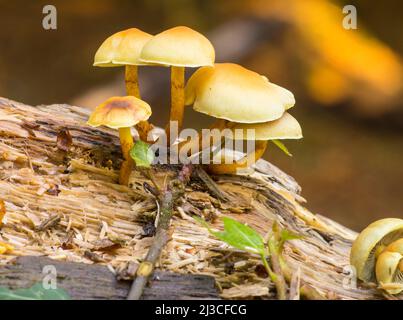 Sulphur Tuft oder geclusterte Woodlover-Pilze (Hypholoma fasciculare) auf einem gefallenen Baum im Wald am Southampton Common. Stockfoto
