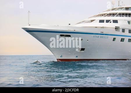 Dolphin surft auf der Bugwelle des Kreuzfahrtschiffs Star Breeze (ehemals Seabourn Spirit) in der Nähe von Monaco Monte Carlo , Stockfoto