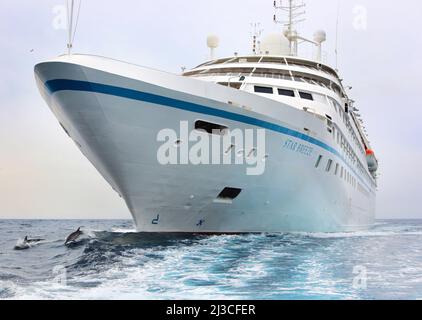 Dolphin surft auf der Bugwelle des Kreuzfahrtschiffs Star Breeze (ehemals Seabourn Spirit) in der Nähe von Monaco Monte Carlo , Stockfoto