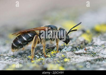 Laterale Nahaufnahme einer riesigen Furche, Halictus quadricinctus, die in Südfrankreich auf Holz sitzt Stockfoto