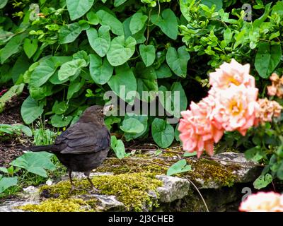 Ein weiblicher schwarzer Vogel, Turdus Merula, auf einer kleinen Zierwand in einem üppigen Garten mit Rosen im Vordergrund. Stockfoto