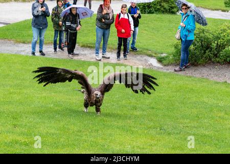 WERFEN, ÖSTERREICH - 20. MAI 2019: Unbekannte beobachten, wie ein gezähmter Geier vom Rasen abhebt. Stockfoto