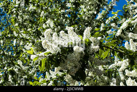 Prunus padus, bekannt als Vogelkirsche, Karkasse, Erdbeere oder Mayday Baum, ist eine blühende Pflanze in der Familie der Rosaceae. Dies ist eine Kirschsorte. Ein Baum Stockfoto