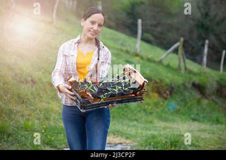 Porträt einer Frau, die eine Kiste voller Töpfe mit Tomatenpflanzen aus Samen in Vorbereitung für die Pflanzung des Gartens genommen hält. Platz für Kopie. Arbeiten Stockfoto