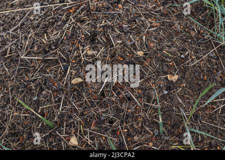 Anthill Aus Holz. Nahaufnahme der Armee von roten Ameisen, die im Nest kriechen, aus Ästen, Samen und Stroh Stockfoto