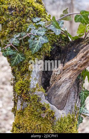 Baumhohl im alten moosbedeckten Stumpf, in einem großen Wald gelegen, nahe, Hintergrund Stockfoto