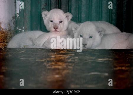 Skopje, Nordmakedonien. 7. April 2022. Drei weiße Löwenjungen lagen im Käfig im Zoo von Skopje in Skopje, Nordmakedonien, 7. April 2022. Der Zoo von Skopje erlebt heutzutage einen „Babyboom“, mit der Geburt von mehr als 30 Nachkommen verschiedener Arten. Quelle: Tomislav Georgiev/Xinhua/Alamy Live News Stockfoto