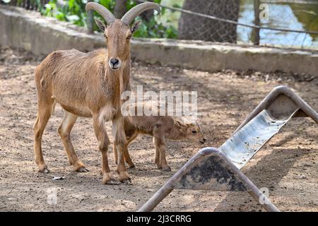 Skopje, Nordmakedonien. 7. April 2022. Ein neugeborenes barbaren-Schaf spaziert mit seiner Mutter im Zoo von Skopje in Skopje, Nordmakedonien, 7. April 2022. Der Zoo von Skopje erlebt heutzutage einen „Babyboom“, mit der Geburt von mehr als 30 Nachkommen verschiedener Arten. Quelle: Tomislav Georgiev/Xinhua/Alamy Live News Stockfoto