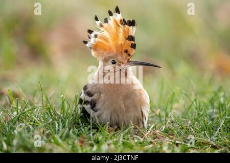 Wiedehopf, mit erhobenem Kamm, aus nächster Nähe, auf dem Gras in Schottland im Herbst. Stockfoto