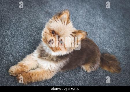 Netter kleiner flauschiger Schokoladenhund, der in die Kamera schaut Stockfoto