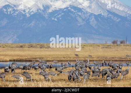 Größere Sandhill-Kraniche am Monte Vista National Wildlife Refuge in Colorado. Saisonale Wanderung durch das San Luis Tal mit dem San Juan Moun Stockfoto