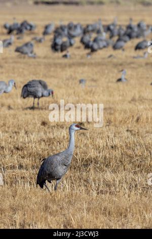 Größere Sandhill-Kraniche am Monte Vista National Wildlife Refuge in Colorado. Saisonale Wanderung durch das San Luis Tal mit dem San Juan Moun Stockfoto