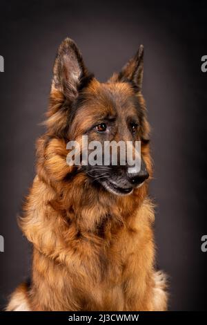 Kopfbild eines schönen deutschen Schäfers auf dunkelgrauem Hintergrund mit tong aus dem Mund Stockfoto