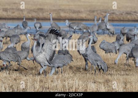 Größere Sandhill-Kraniche am Monte Vista National Wildlife Refuge in Colorado. Saisonale Wanderung durch das San Luis Tal mit dem San Juan Moun Stockfoto