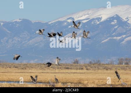 Größere Sandhill-Kraniche am Monte Vista National Wildlife Refuge in Colorado. Saisonale Wanderung durch das San Luis Tal mit dem San Juan Moun Stockfoto