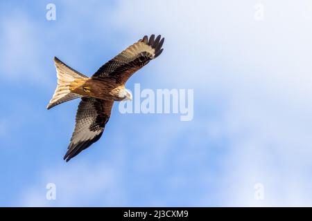 Red Kite (Milvus milvus) fliegt in Northamptonshire UK - Blue Sky, Platz für Kopie Stockfoto