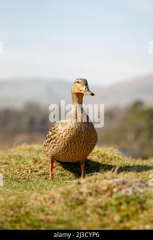 Eine weibliche Stockente in braunem Gefieder, die auf Gras steht und direkt auf die Kamera schaut Stockfoto