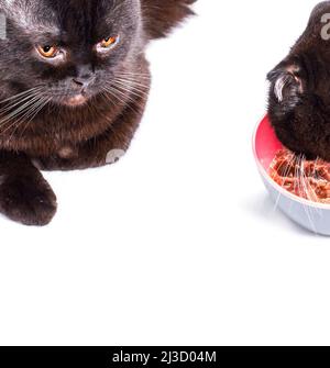 Schottisch-britische Katzen, die auf weißem Hintergrund fressen, isoliertes Bild, schöne Hauskatzen, Katzen im Haus, Haustiere Stockfoto
