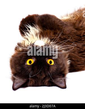 Lustige Porträt Gesicht Nahaufnahme flauschig schokoladenfarbenen langhaarigen schottischen Katze liegen, isoliert Bild, schöne Hauskatzen, Katzen im Haus, Haustiere Stockfoto