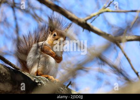 Rotes Eichhörnchen sitzt auf einem Baumzweig im Wald und schaut neugierig in die Kamera Stockfoto