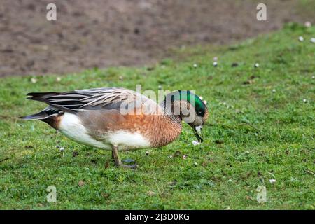 American Wigeon (Anas americana), die sich auf Gras ernährt Stockfoto