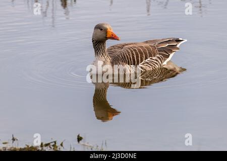 Graugans (Anser anse) und Reflexion Stockfoto