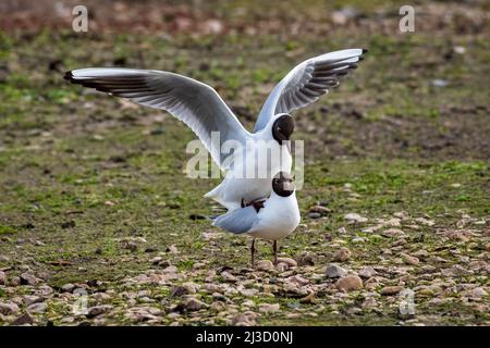 Schwarzkopfmöwen (Larus ridibundus), Paarung Stockfoto