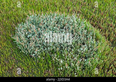 Seepurslane (Atriplex portulacoides / Halimione portulacoides) wächst im Sommer in Salzmarsch unter Glaswürze / Sumpfsambir Stockfoto