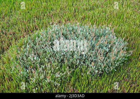Seepurslane (Atriplex portulacoides / Halimione portulacoides) wächst im Sommer in Salzmarsch unter Glaswürze / Sumpfsambir Stockfoto