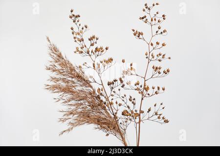 Trockenes Gras auf Weiß. Cremige Farbe getrocknetes Gras auf Weiß. Abstrakte braune Blüten, Kräuter. Natürliche Pastellfarben. Neutrale Erdtöne. Pampas, Samen Stockfoto