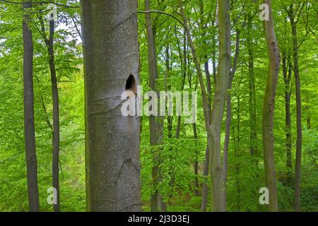 Nest / Nistloch des Schwarzspechtes (Dryocopus martius), im Frühjahr im Buchenstamm im Laubwald / Holz gehämmert Stockfoto