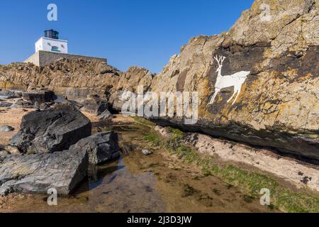 Stag Rock und der Harkess Lighthouse am Bamburgh Beach, Northumberland, England Stockfoto