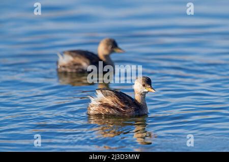 Zwei Zwergtaucher (Tachybaptus ruficollis / Podiceps ruficollis) im nicht-brütenden Gefieder, die im Winter im See schwimmen Stockfoto