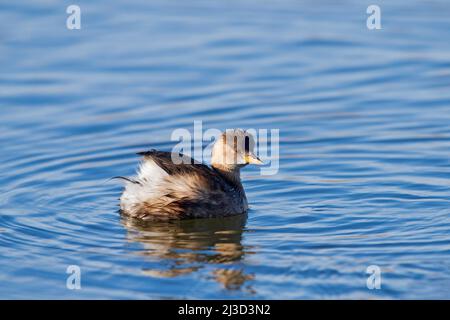 Zwergtaucher (Tachybaptus ruficollis / Podiceps ruficollis) im nicht-brütenden Gefieder, der im Winter im See schwimmt Stockfoto