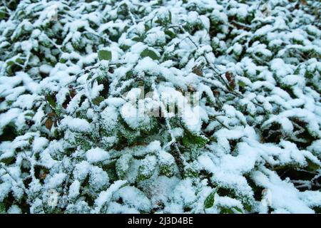 Früher Schnee. Herbstdickichte aus Brombeeren, Clematis und anderen Lianen sind mit Schnee bedeckt, der für den Süden unerwartet ist Stockfoto