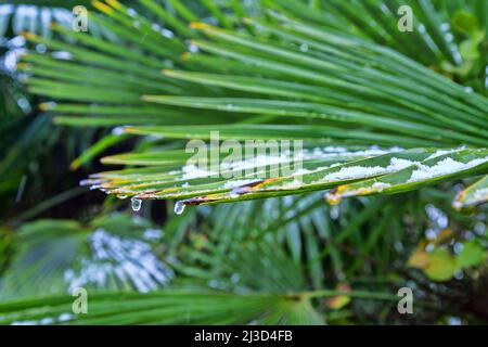 Subtropischer Wald mit einer Fächerpalme im Schnee. Holzig-grasbewachsenes Unterholz Stockfoto