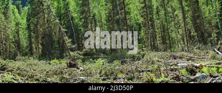 Forstwirtschaft. Holzverlust beim Holzeinschlag. Der Stamm des Baumes (abgegrenzter Stamm) wird abgeschnitten und herausgenommen (Rundholz), und der Gipfel wird seit dem Baumstamm in den Wald geworfen Stockfoto