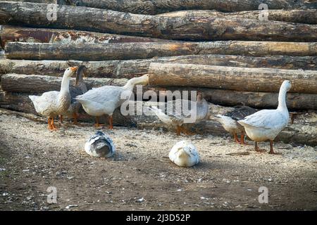 Gänse im Geflügelhof und Baumstumpf Hintergrund Stockfoto