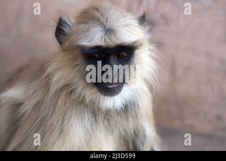 Aus dem Leben der Langur-Affen (Schwarzschenkeldouc (Semnopithecus hypoleucos)). Porträt des Weibchens Stockfoto