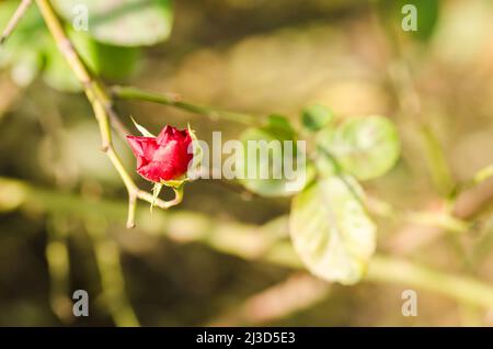 Rote Rose auf dem Hintergrund von natürlichem Grün von der Morgensonne beleuchtet Stockfoto