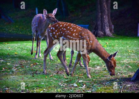 Drei junge sika-Hirsche grasen im Herbstwald und fressen grünes Gras Stockfoto