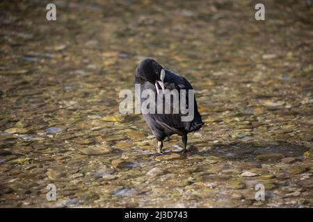 Ein einziges Rußbuch an einem See in Aundel, West Sussex Stockfoto