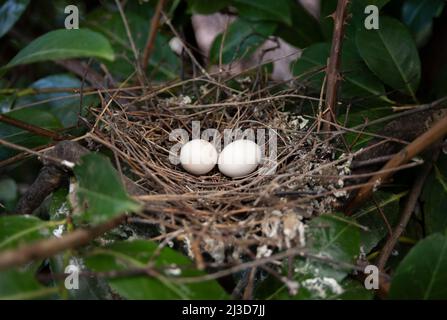 Kragentaubennest, auch bekannt als eurasische Kragentaube, Streptopelia decaocto. Zweigennest mit zwei Eiern im Baum, London, Vereinigtes Königreich, Stockfoto