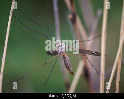 Kranfliege ist ein häufiger Name, der sich auf jedes Mitglied der Insektenfamilie Tipulidids bezieht. Stockfoto