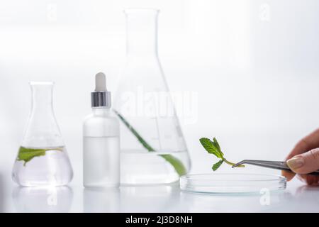 Beschnittene Ansicht des Laborhelfers, der im Labor eine Pinzette mit Minzblättern in der Nähe von Petrischale, Kolben und Serumflasche hält Stockfoto