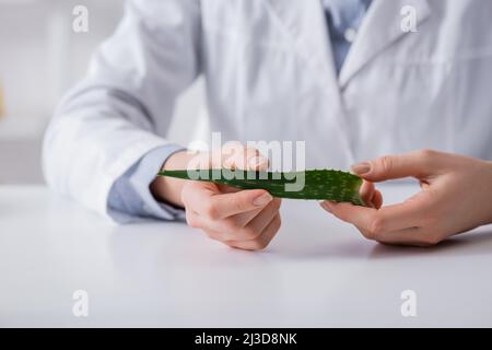 Beschnittene Ansicht des Laborhelfers, der organisches Aloe-Blatt im Labor hält Stockfoto