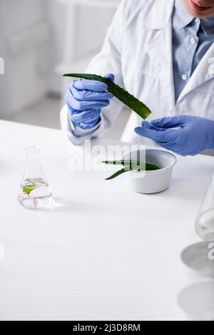 Beschnittene Ansicht des Laborassistenten in Latexhandschuhen mit Aloe-Blatt Stockfoto