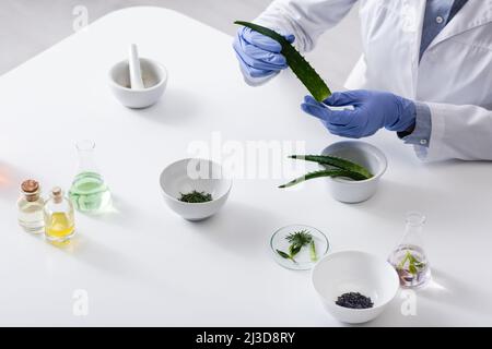 Beschnittene Ansicht eines Laborassistenten in Latexhandschuhen, der im Labor Aloe-Blatt in der Nähe von Pflanzen und Flaschen hält Stockfoto